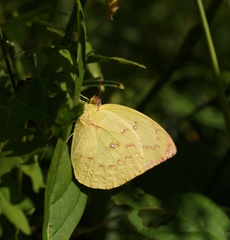 Catopsilia gorgophone