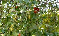 Ziziphus mucronata