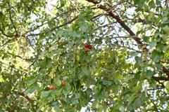 Ziziphus mucronata