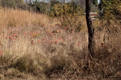 Aloe greatheadii davyana