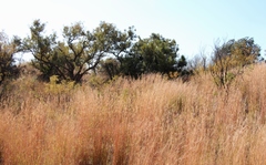 Aloe greatheadii davyana