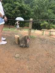 Macaca fuscata fuscata