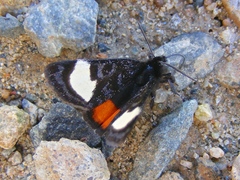 Psychomorpha epimenis