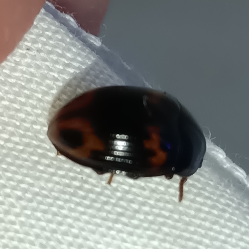 Platydema cruenta