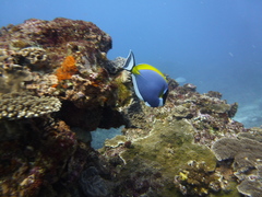 Acanthurus leucosternon