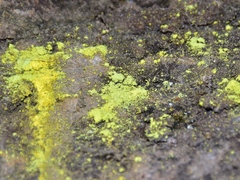 Chrysothrix chlorina