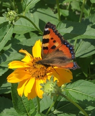 Aglais urticae