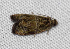 Olethreutes olivaceana