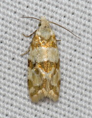 Aethes argentilimitana