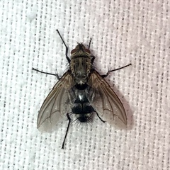 Microphthalma disjuncta
