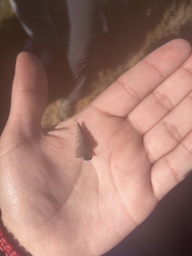 iNaturalist observation photo of California Horn Snail