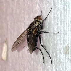 Microphthalma disjuncta