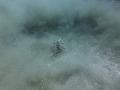 Papilloculiceps longiceps