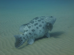 Epinephelus tukula