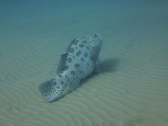 Epinephelus tukula