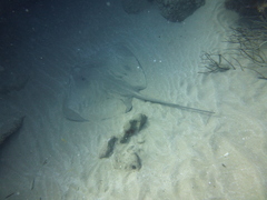 Pateobatis jenkinsii