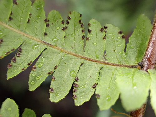 Amauropelta globulifera observed 2024-11-24
