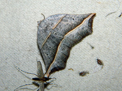 Metanema determinata