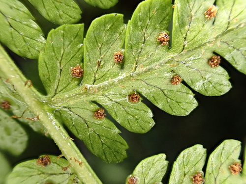 Dryopteris unidentata observed 2024-11-24