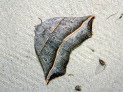 Metanema determinata