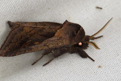 Bellura densa