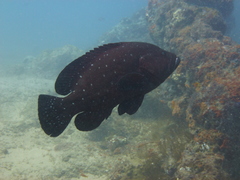 Epinephelidae