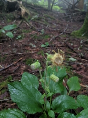 Rugelia nudicaulis