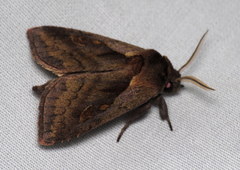 Bellura densa