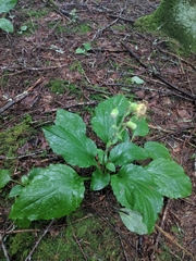 Rugelia nudicaulis