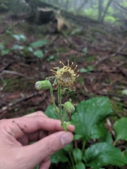 Rugelia nudicaulis