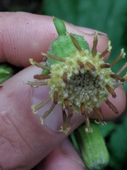 Rugelia nudicaulis