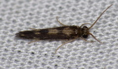 Agraylea multipunctata