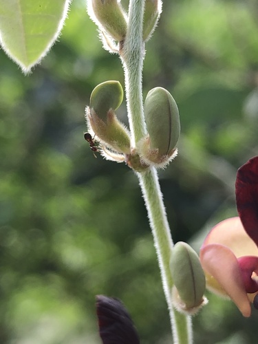 Macroptilium atropurpureum