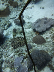 Bryaninops