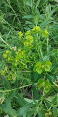 Euphorbia lucida