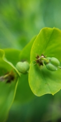 Euphorbia lucida