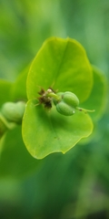 Euphorbia lucida