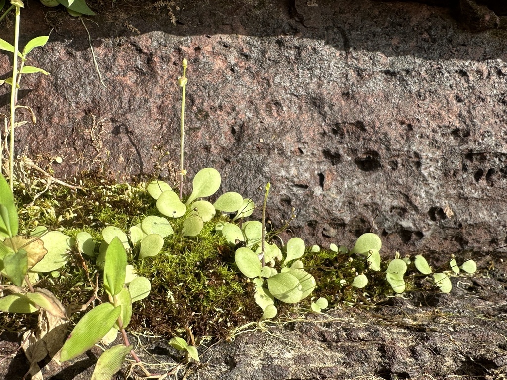 Utricularia calycifida Benj.
