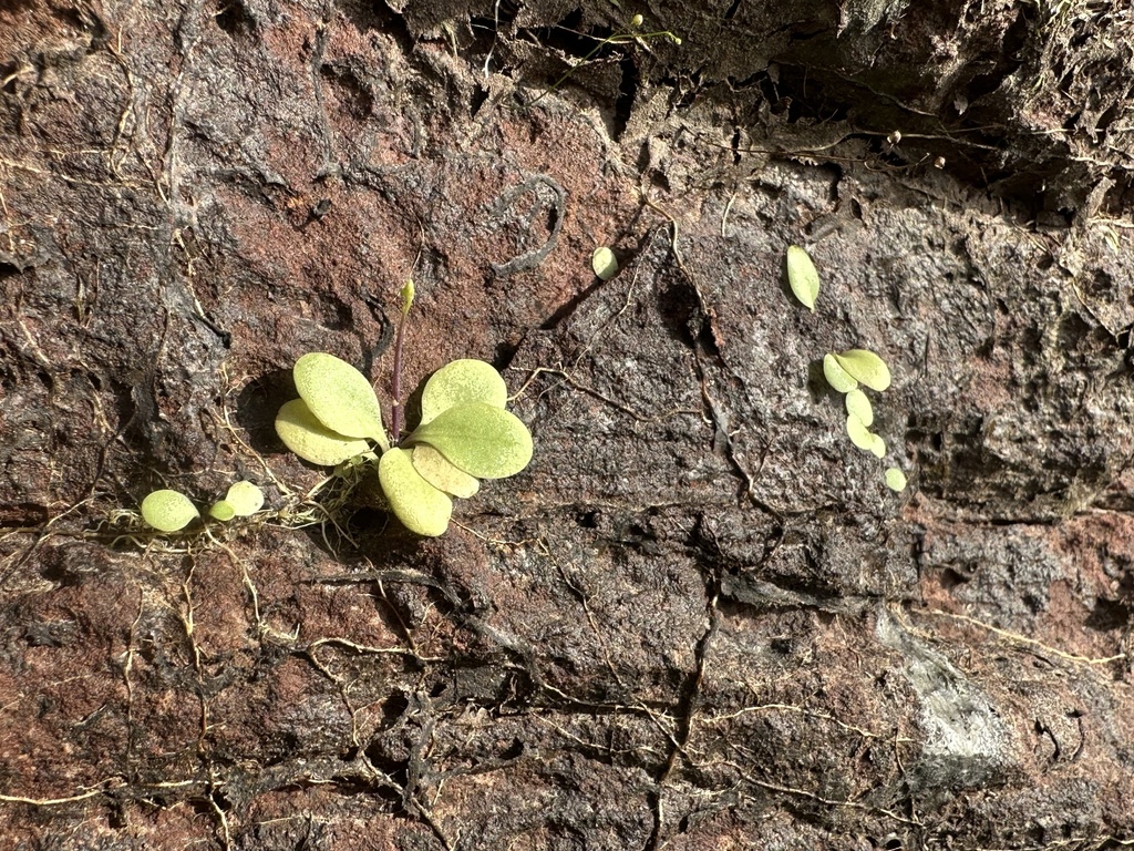 Utricularia calycifida Benj. 2