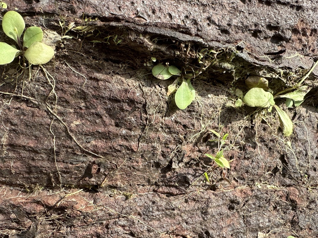Utricularia calycifida Benj. 3