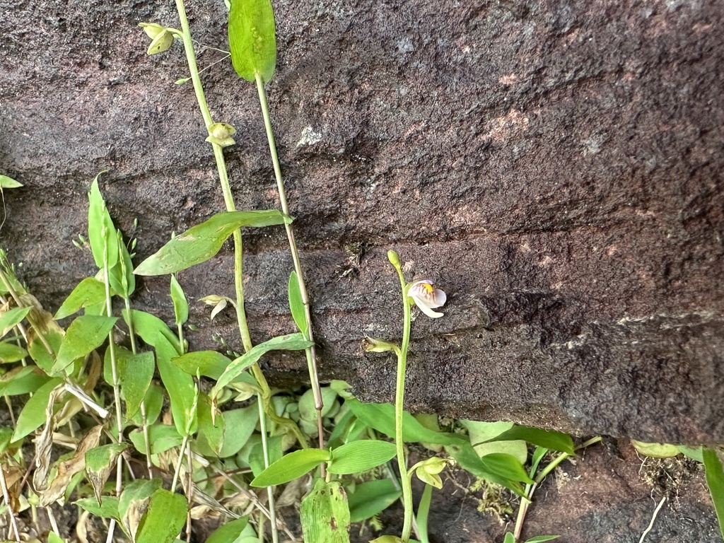 Utricularia calycifida Benj. 4