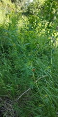 Euphorbia lucida