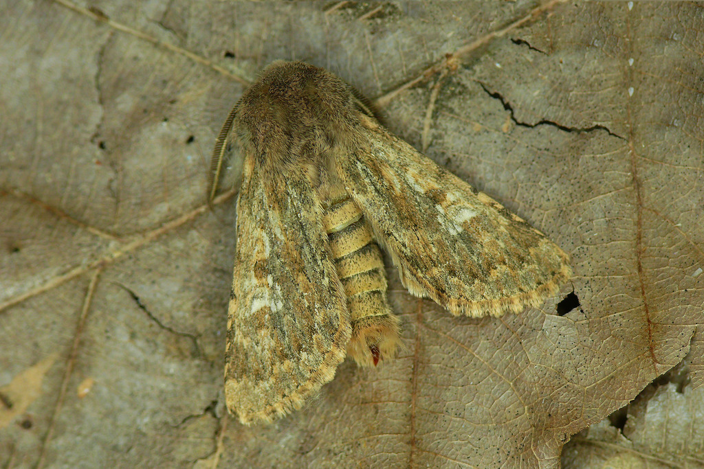 Polymixis schistochlora