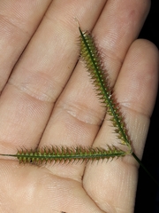 Dactyloctenium australe