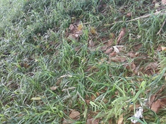 Dactyloctenium australe