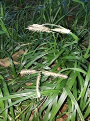 Dactyloctenium australe