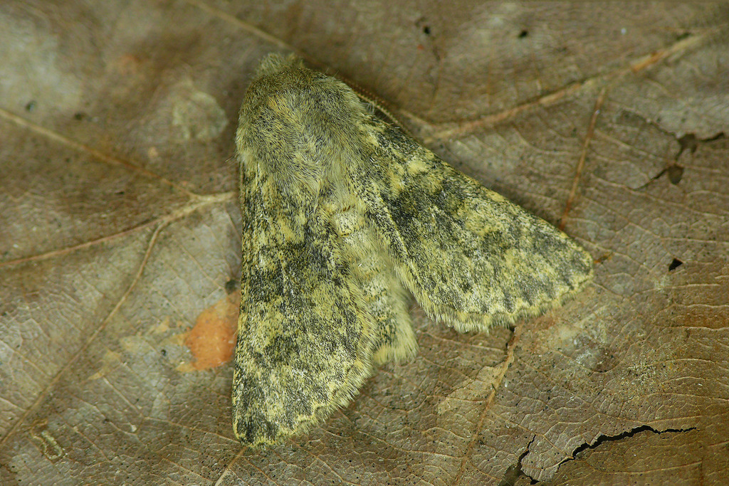Polymixis philippsi