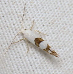 Argyresthia oreasella