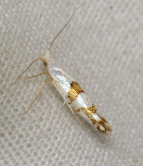 Argyresthia oreasella