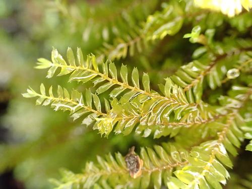Chiastocaulon combinatum